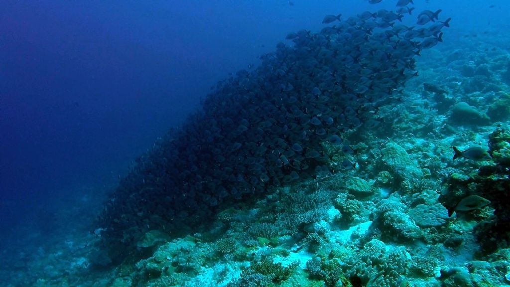 Pesci del Madagascar - 2